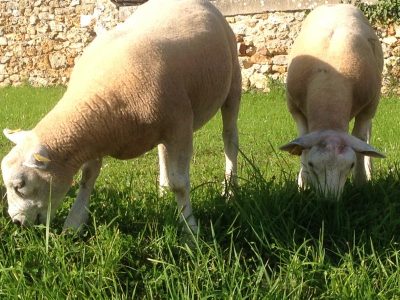 mouton1