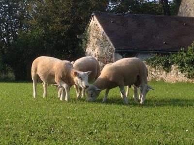 mouton2