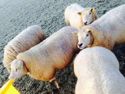 moutons